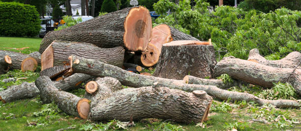 How Our Tree Care Process Works  in  Dexter, MI