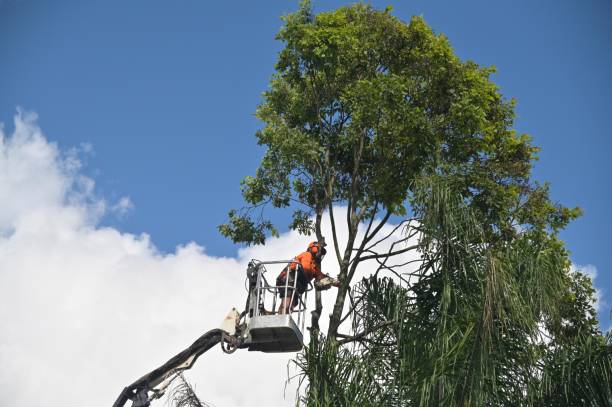 Trusted Dexter, MI Tree Services Experts